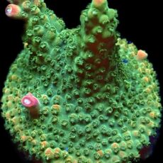 WYSIWYG 13E Krakatoa Acropora Frag