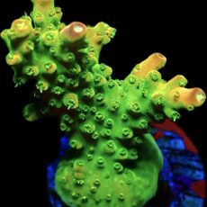 WYSIWYG 13G Rainbow Loom Ultra Frag