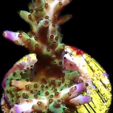 WYSIWYG 25E Pearlberry Acropora Frag