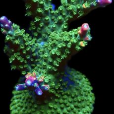 WYSIWYG 22E Rainbow Staghorn Acropora Extra Large