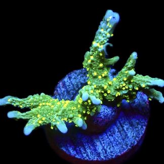 WYSIWYG 7i Montipora Hirsuta Frag