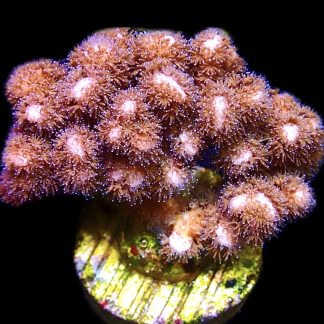 WYSIWYG 19D Cherry Tree Pocillopora Frag Large