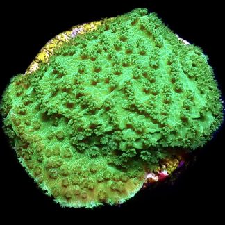 WYSIWYG 9E Bright Green Goblin Montipora Frag