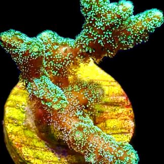 WYSIWYG 13H Super Bright Fibre Optic Seriatopora