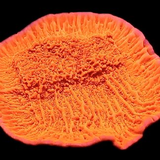 WYSIWYG 22F Orange Plating Montipora Frag Large