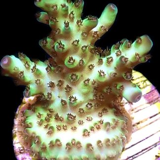 WYSIWYG 23G Acropora Granulosa Frag