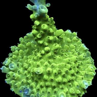 WYSIWYG 23E Acropora Frag