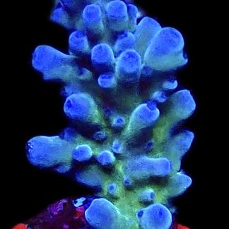 WYSIWYG 19F Electric Miyagi Tort Acropora Frag