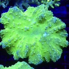 Metallic Green Cabbage Soft Coral Large Frag ( 50mm )