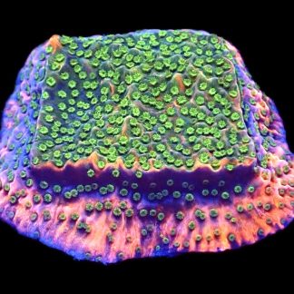 WYSIWYG 18B Tropic Thunder Montipora Frag