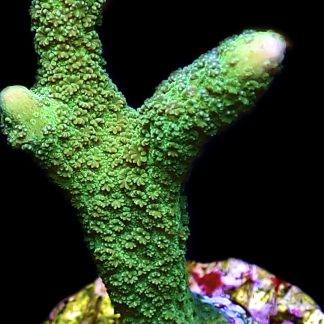 WYSIWYG 17H Bright Green Montipora Digitata Frag