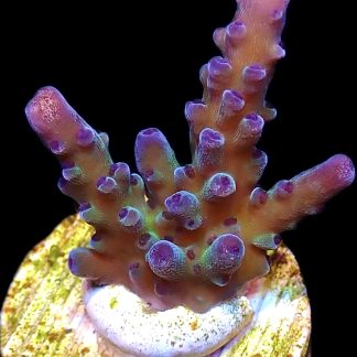 WYSIWYG 18E Electric Miyagi Tort Acropora Frag