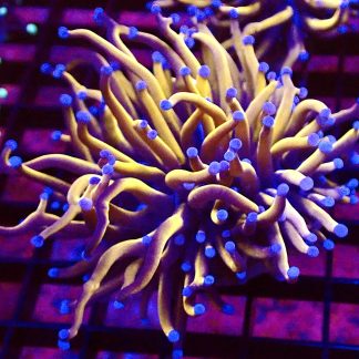 WYSIWYG 24K Banana Torch Euphyllia Large Single Head T1