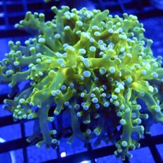 Atomic Branching Octospawn Single Head