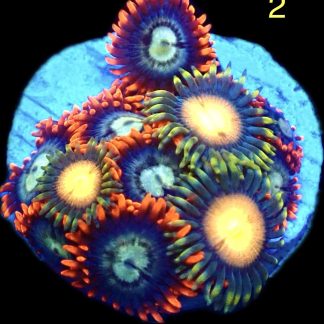 WYSIWYG Zoanthid Frag M2