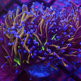 WYSIWYG T2 N.Y. Knicks Torch Euphyllia Double Head