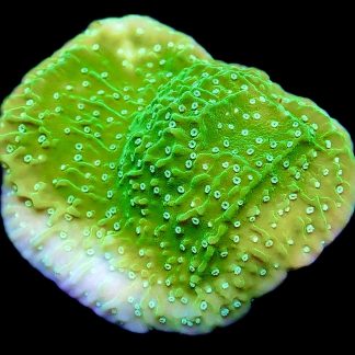 WYSIWYG 16B Pink Rim Emerald Plating Montipora