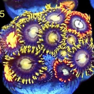 WYSIWYG Zoanthid Frag M25