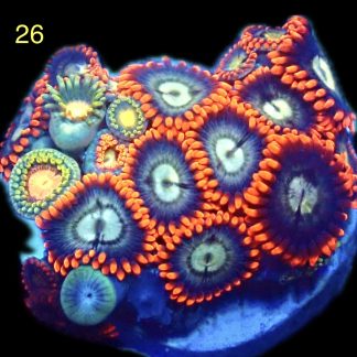 WYSIWYG Zoanthid Frag M25