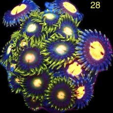 WYSIWYG Zoanthid Frag M6