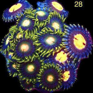 WYSIWYG Zoanthid Frag M6
