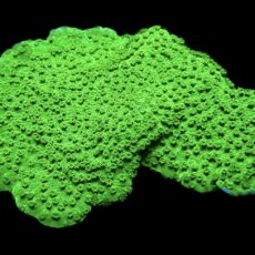 WYSIWYG 14A Green Goblin Montipora Frag Extra Large