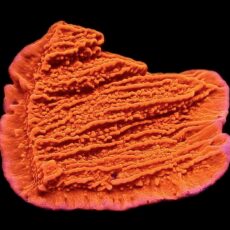 WYSIWYG 17B Orange Plating Montipora Frag
