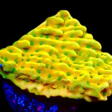 WYSIWYG 13A Kung Pao Montipora Frag Large