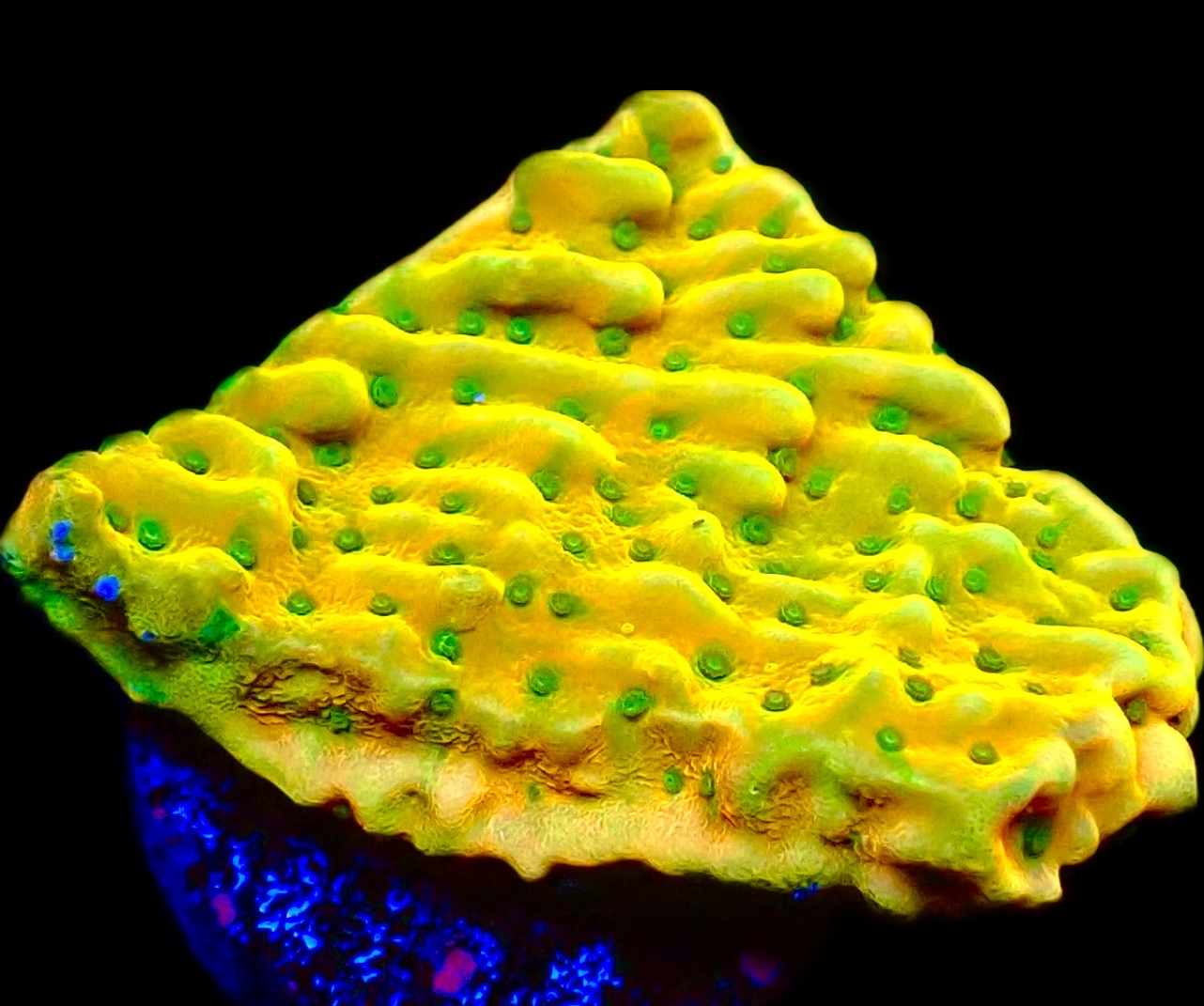 WYSIWYG 13A Kung Pao Montipora Frag Large