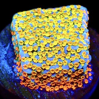 WYSIWYG 10A Rainbow Montipora