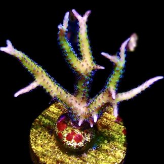 WYSIWYG 11K Lime Berry Hysterix Frag