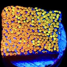 WYSIWYG 10C Rainbow Montipora
