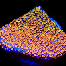 WYSIWYG 11C Rainbow Montipora