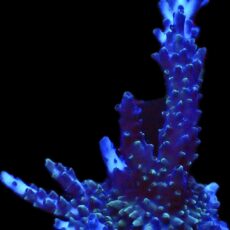 WYSIWYG 9C Blue Moon Staghorn XXL