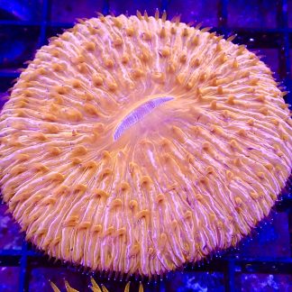 Ultra Grade Fungia Plate Colony 2 Large