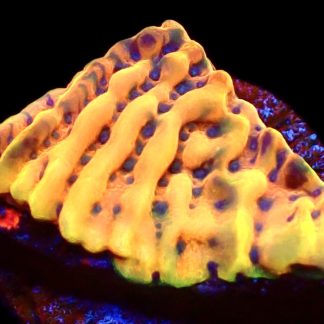 WYSIWYG 7F Beach Bum Montipora Frag