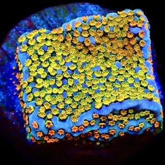 WYSIWYG 13C Rainbow Montipora