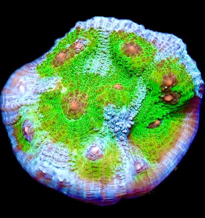 WYSIWYG 16K Avatar Chalice Frag Extra Large