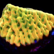 WYSIWYG 20B Kung Pao Montipora Frag