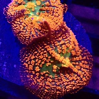Ultra Forest Fire Mushroom Small Double Head