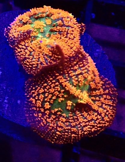 Ultra Forest Fire Mushroom Small Double Head