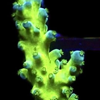 WYSIWYG 22i Electric Miyagi Tort Acropora Frag Large