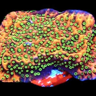 WYSIWYG 15A Tropic Thunder Montipora Frag