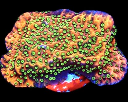 WYSIWYG 15A Tropic Thunder Montipora Frag