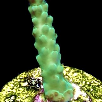 WYSIWYG 24E Turquoise And Blue Staghorn