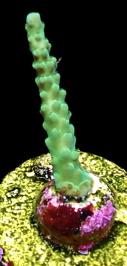 WYSIWYG 24E Turquoise And Blue Staghorn