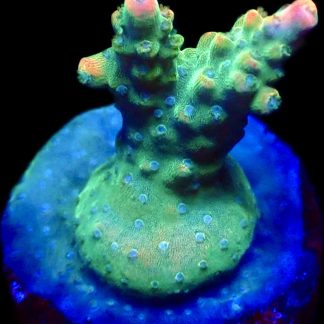 WYSIWYG 22G Krakatoa Acropora Frag