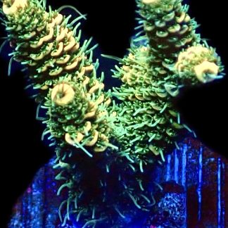 WYSIWYG 17H Lemon Tip Millepora Frag