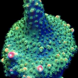 WYSIWYG 24F Ultra Krakatoa Acropora Frag Large