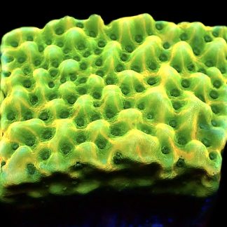 WYSIWYG 10E Kung Pao Montipora Frag